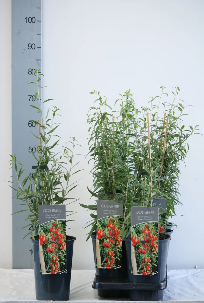 Lycium b. 'Instant Succes' C3 (3 liters kruka) 40-60 cm
