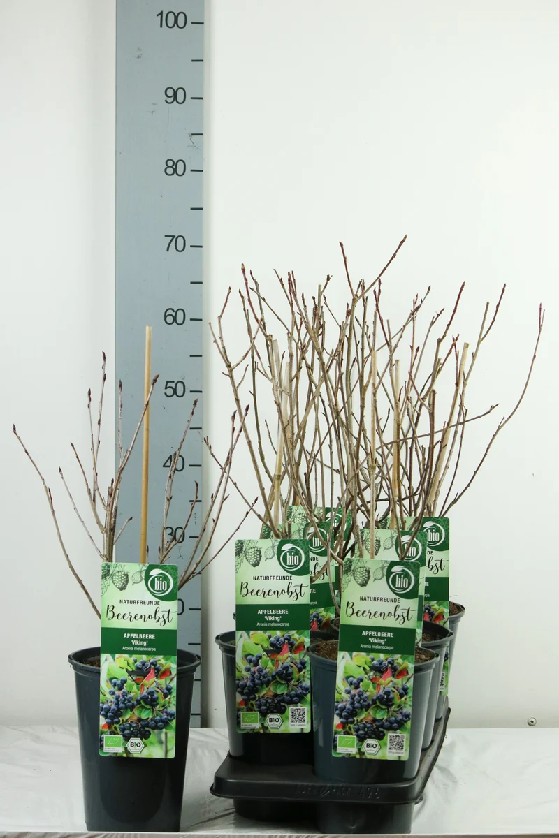 Aronia prun. 'Viking' 40-50 cm, C3 (3 liters kruka) / 19 cm kruka
