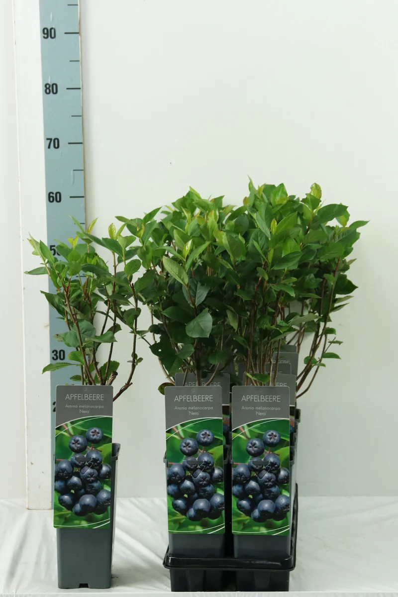 Aronia prun. 'Nero' C2 (2 liters kruka) 30-40 cm