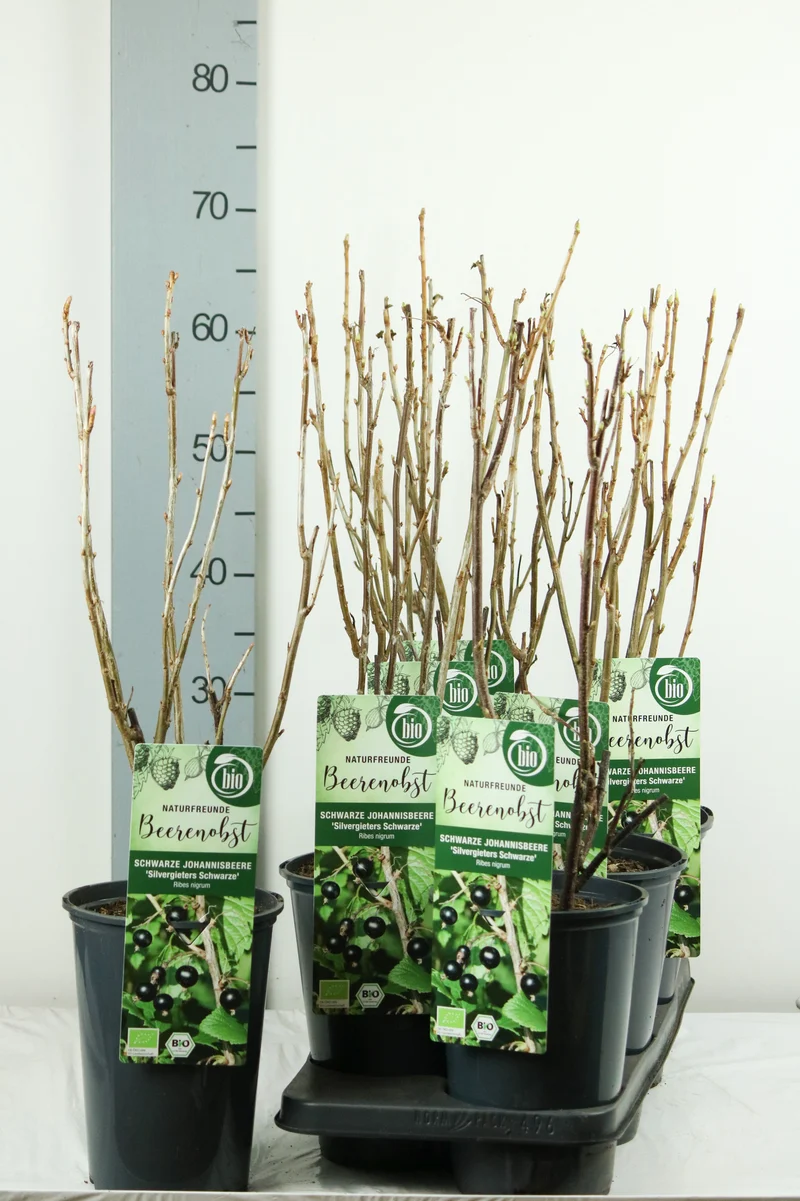 Ribes nigrum 'Silvergieter's Zwarte' C3 (3 liters kruka) 40-50 cm