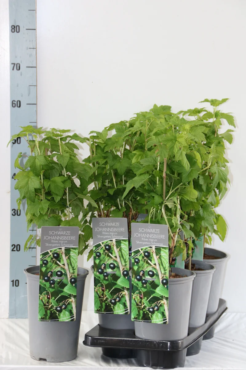 Ribes nigr. 'Silvergieter's Zwarte' C3 (3 liters kruka) 40-60 cm
