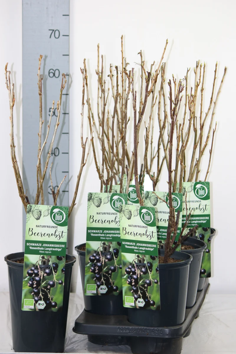 Ribes nigrum 'Rosenthal' C3 (3 liters kruka) 40-50 cm