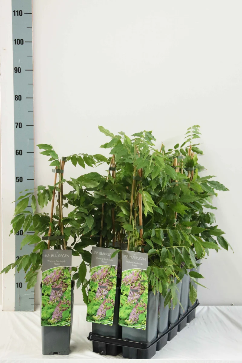 Wisteria floribunda 'Rosea' C2 (2 liters kruka) 40-60 cm