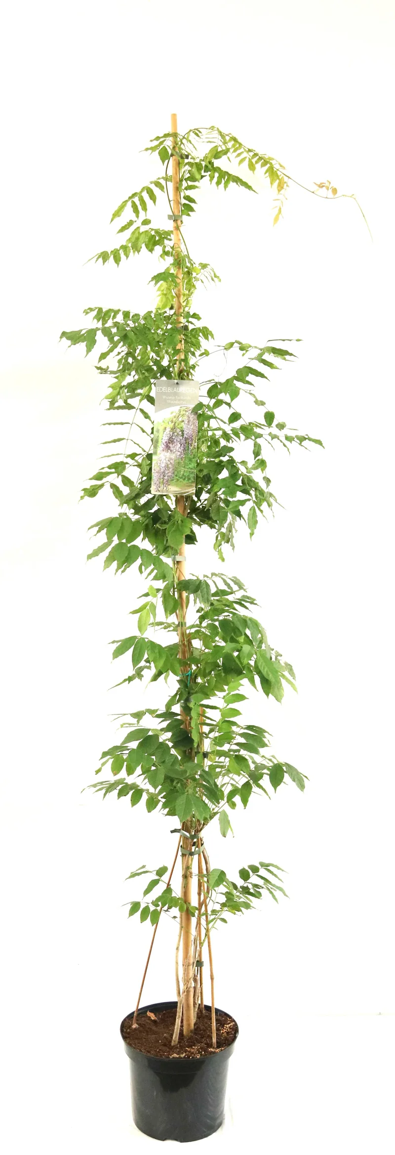 Wisteria flor. macrobotrys C7,5 (7,5 liters kruka) 150-200 cm