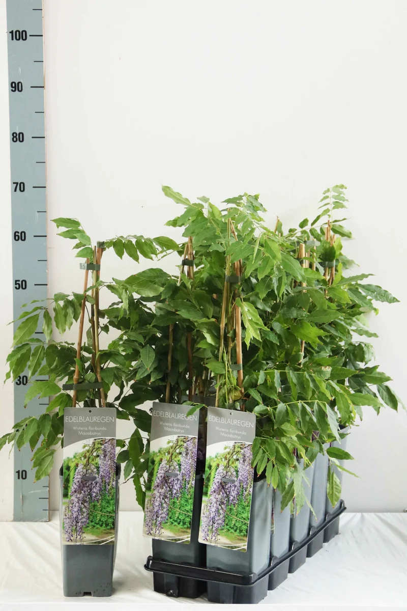 Wisteria floribunda 'Macrobotrys' 40-60 cm C2 (2 liters kruka)