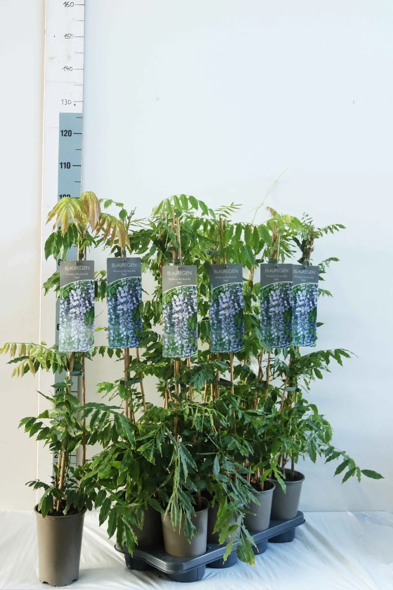 Wisteria form. 'Issai' 17 cm kruka 60-100 cm (3 käppar)