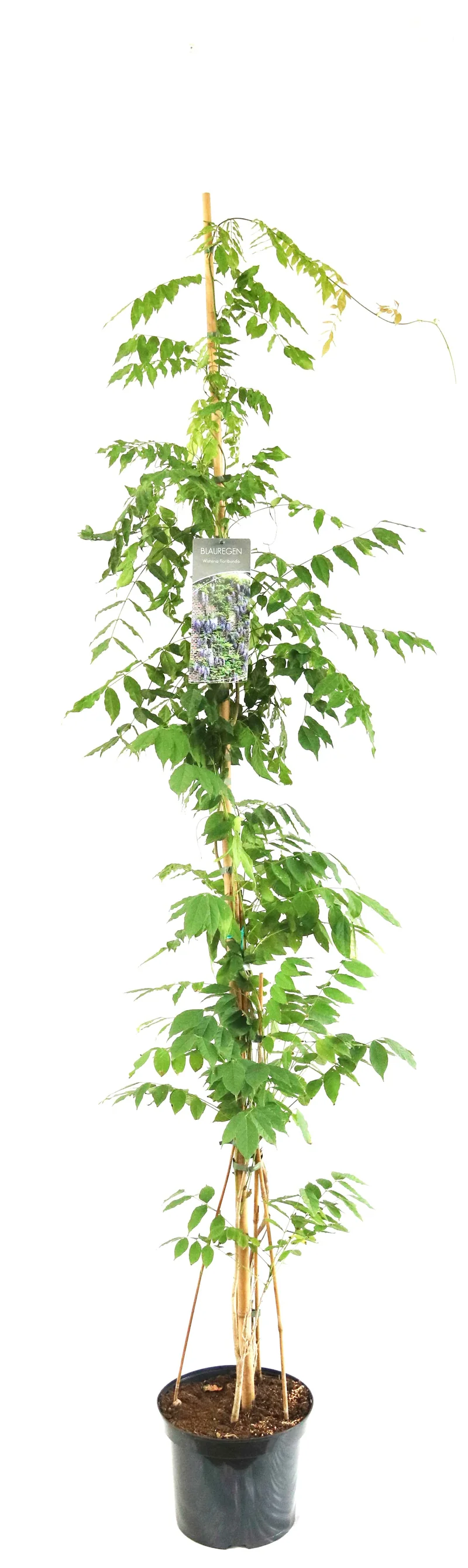 Wisteria floribunda 150-200 cm, C7,5 (7,5 liters kruka)