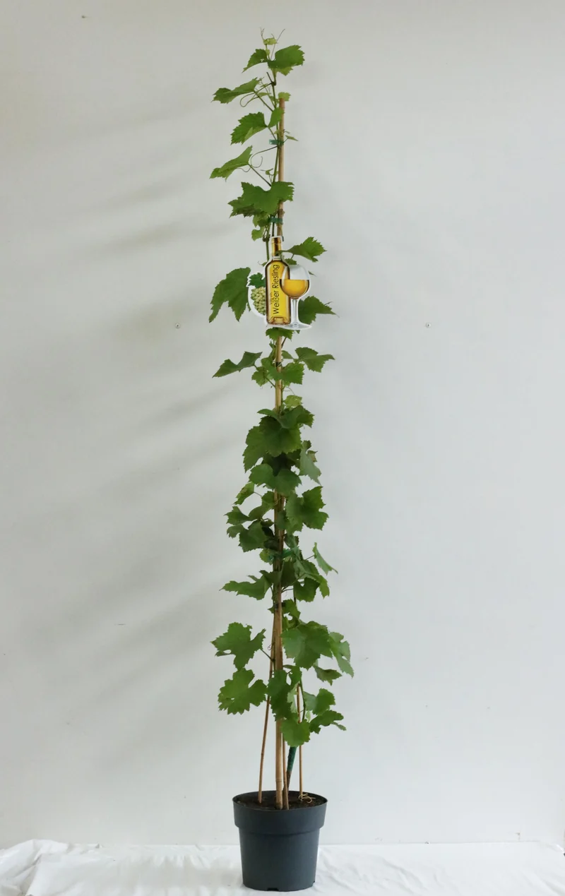 Vitis 'Riesling White' C5 (5 liters kruka) 100-125 cm
