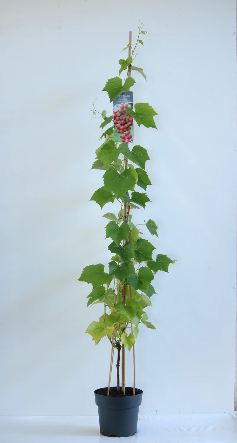 Vitis 'Erdbeertraube' C5 (5 liters kruka) 100-125 cm