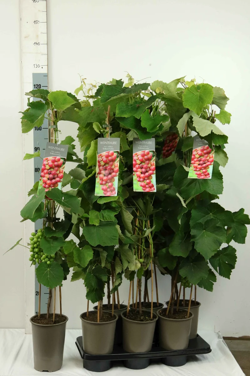 Vitis 'Erdbeertraube' C3 (3 liters kruka) 80-100 cm