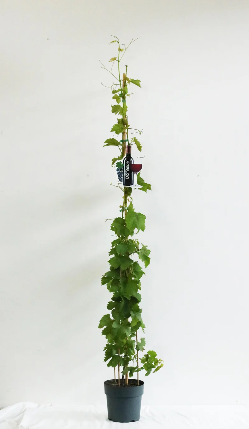 Vitis 'Dornfelder' C5 (5 liters kruka) 100-125 cm
