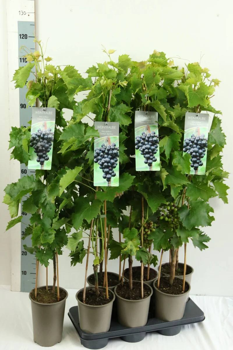 Vitis 'Centuri' C3 (3 liters kruka) 80-100 cm