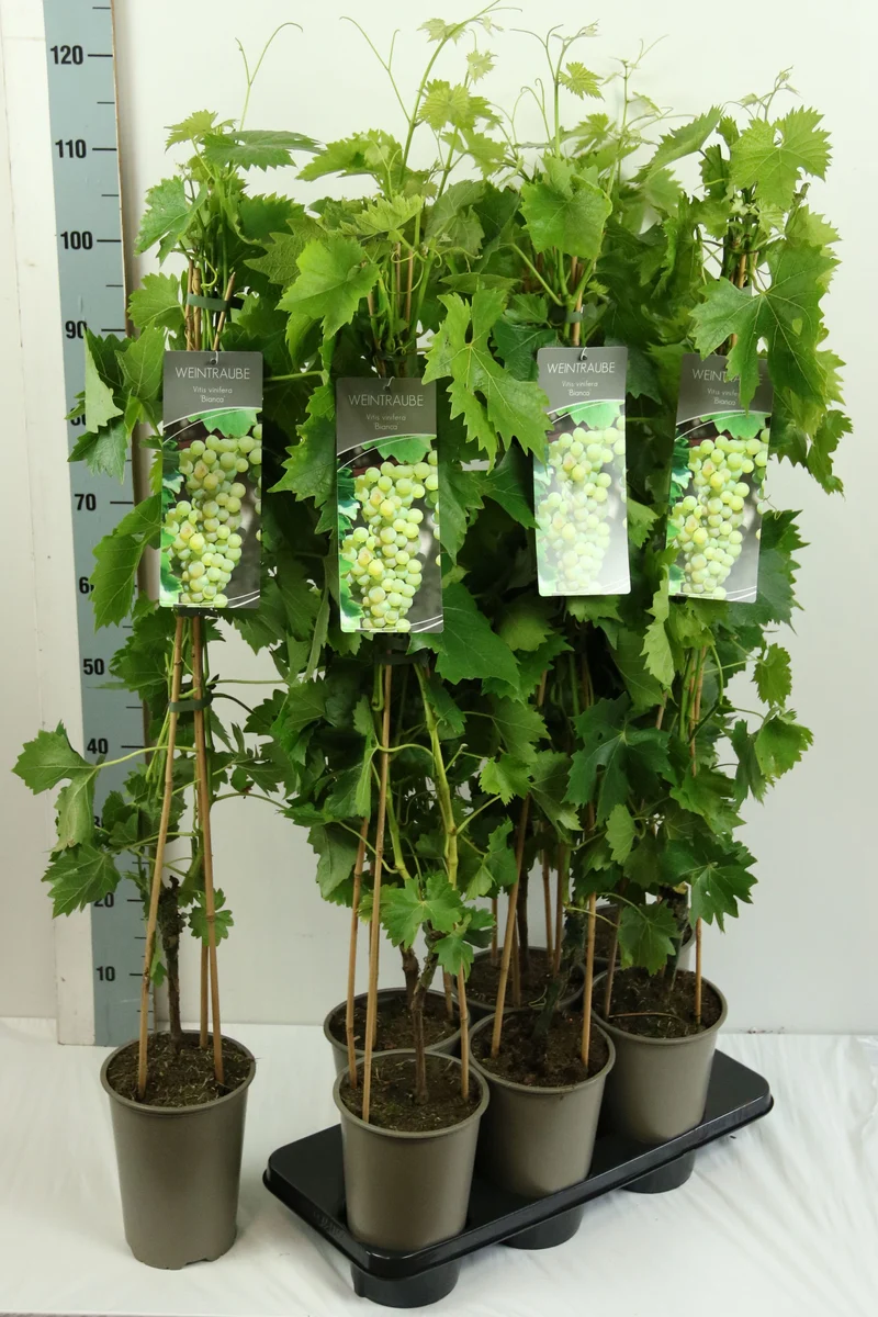 Vitis 'Bianca' C3 (3 liters kruka) / 19 cm kruka 80-100 cm