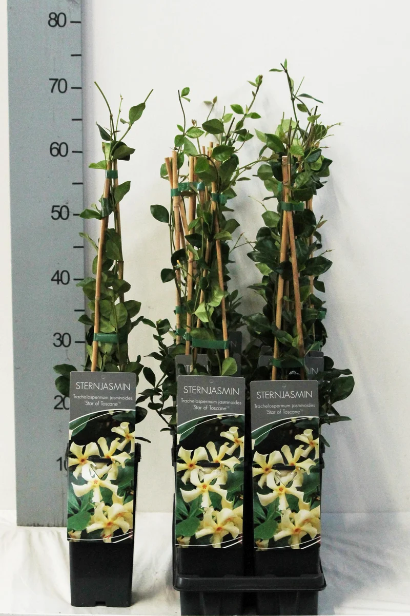 Trachelospermum j. 'Star of Toscane' C2 (2 liters kruka) 40-60 cm
