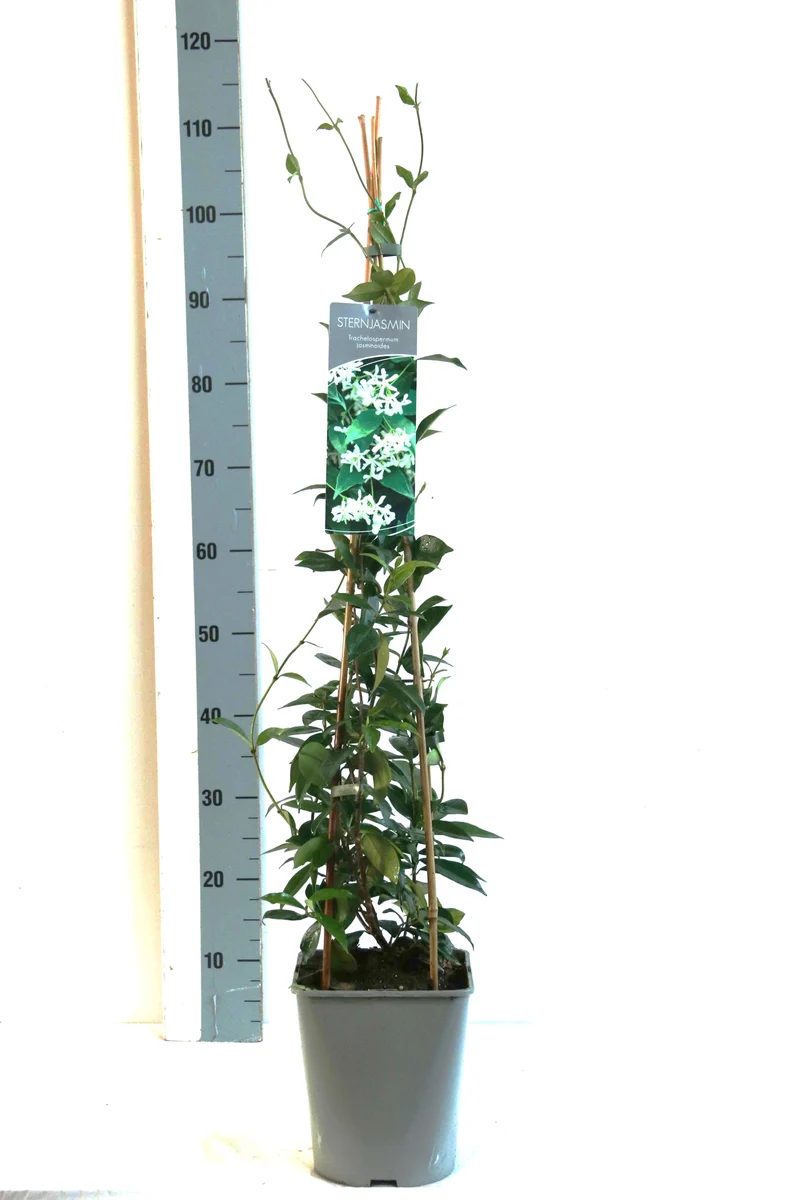 Trachelospermum jasminoides C5 (5 liters kruka) 80-100 cm