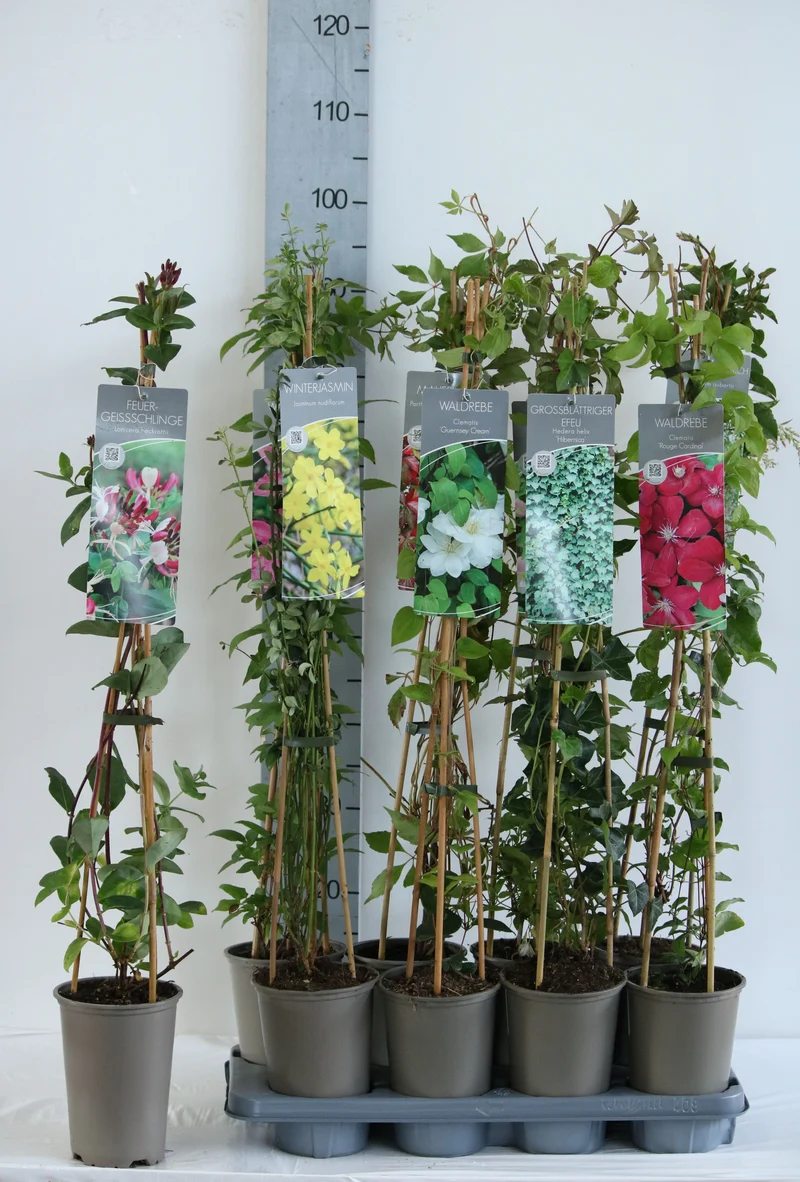 Klätterväxter & Clematis i sorter C2 (2 liters kruka) / 17 cm kruka, 60-100 cm