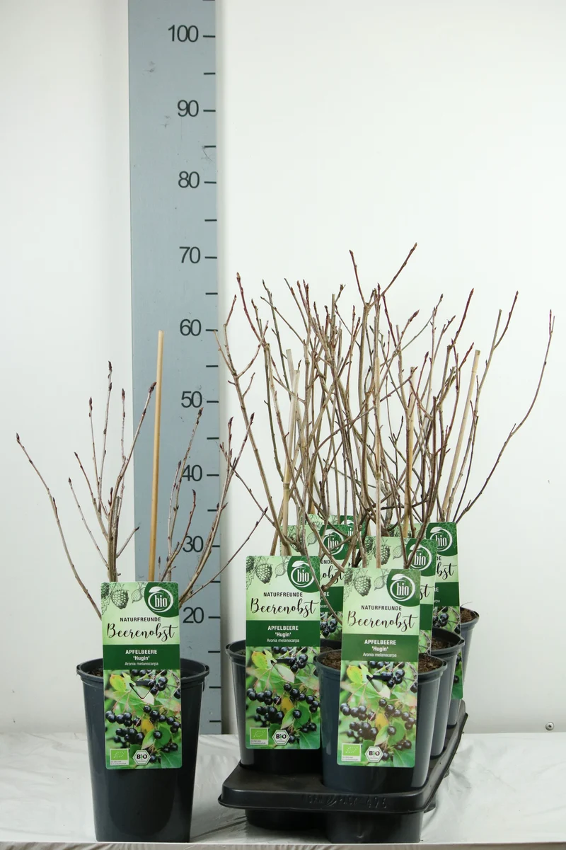 Aronia melanocarpa 'Hugin' C3 (3 liters kruka) 40-50 cm