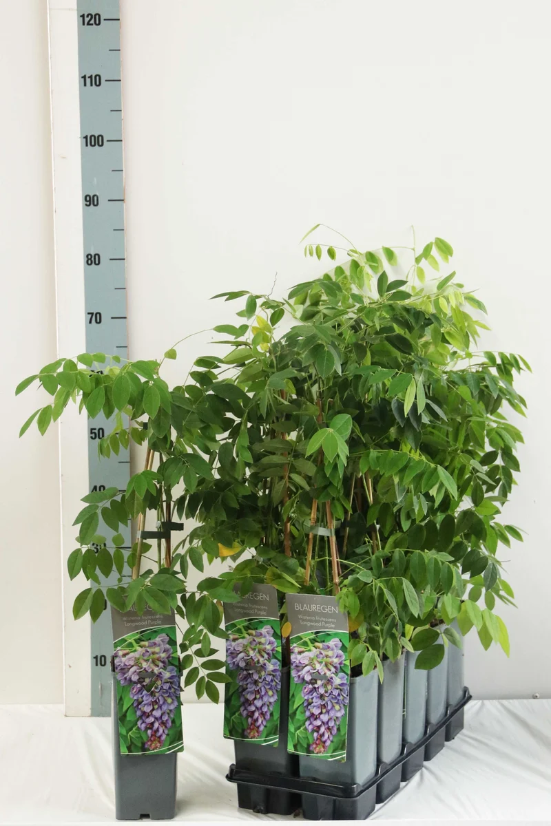 Wisteria frut. 'Longwood Purple' 40-60 cm C2 (2 liters kruka)
