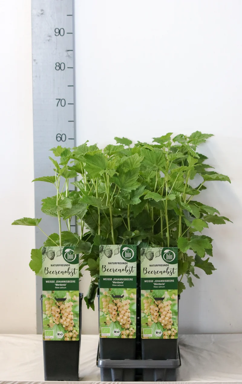 Ribes rub. 'Werdavia' C2 (2 liters kruka) 30-35 cm