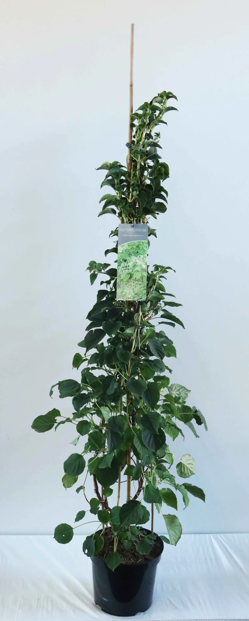 Klätterhortensia - Hydrangea anomala petiolaris C7,5 (7,5 liters kruka) 100-125 cm