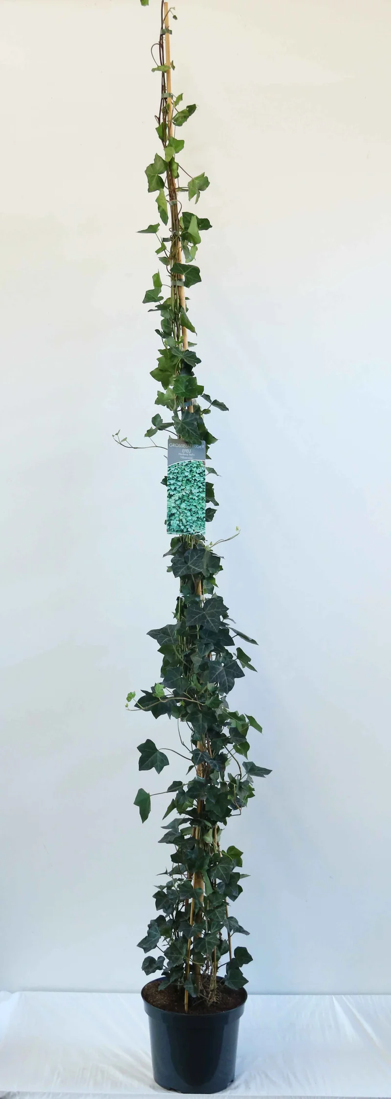 Hedera hibernica 200-250 cm C7,5 (7,5 liters kruka / 26 cm kruka)