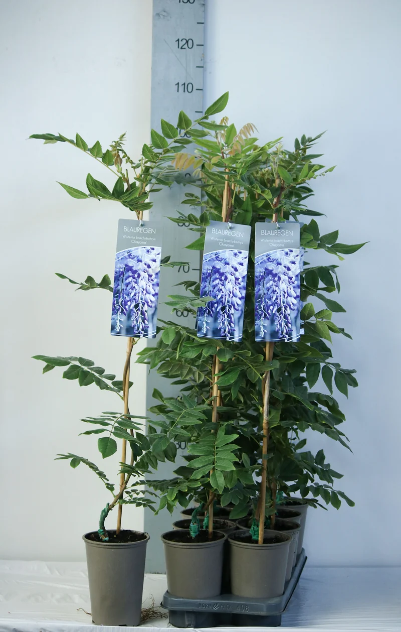 Wisteria b 'Okayama' C2 (2 liters kruka) 60-80 cm