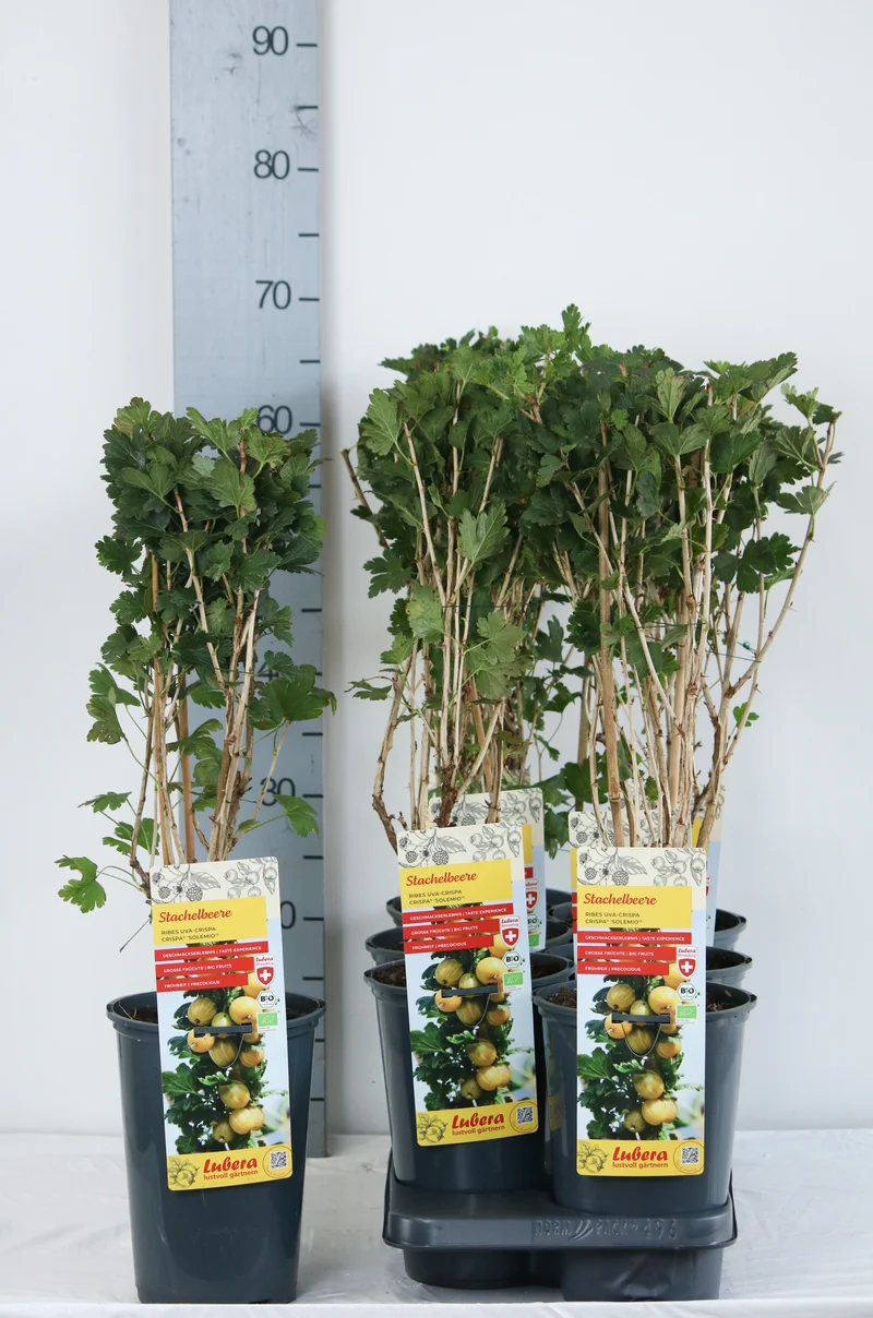 Ribes u.-c. 'Solemio' C3 (3 liters kruka) 40-60 cm