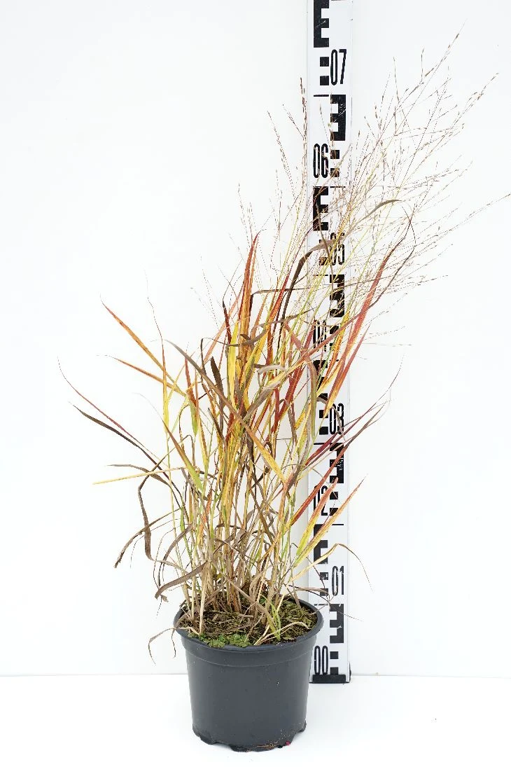Panicum virgatum 'Rotstrahlbusch' C2 (2 liters kruka)