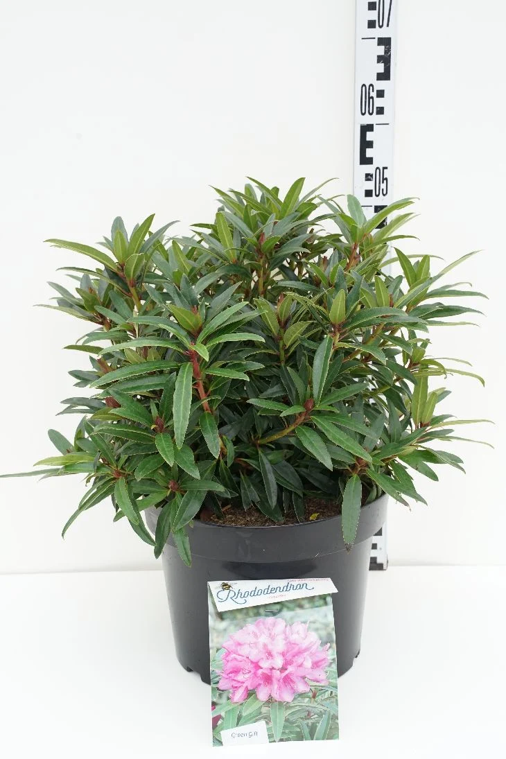 Rhododendron (AP) 'Graziella' C10 (10 liters kruka) 30-40 cm