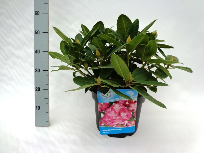 Rhododendron 'Germania' C10 (10 liters kruka) 40-50 cm