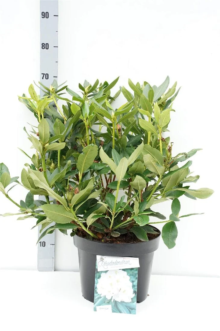 Rhododendron 'Cunningham's White' C10 (10 liters kruka) 40-50 cm