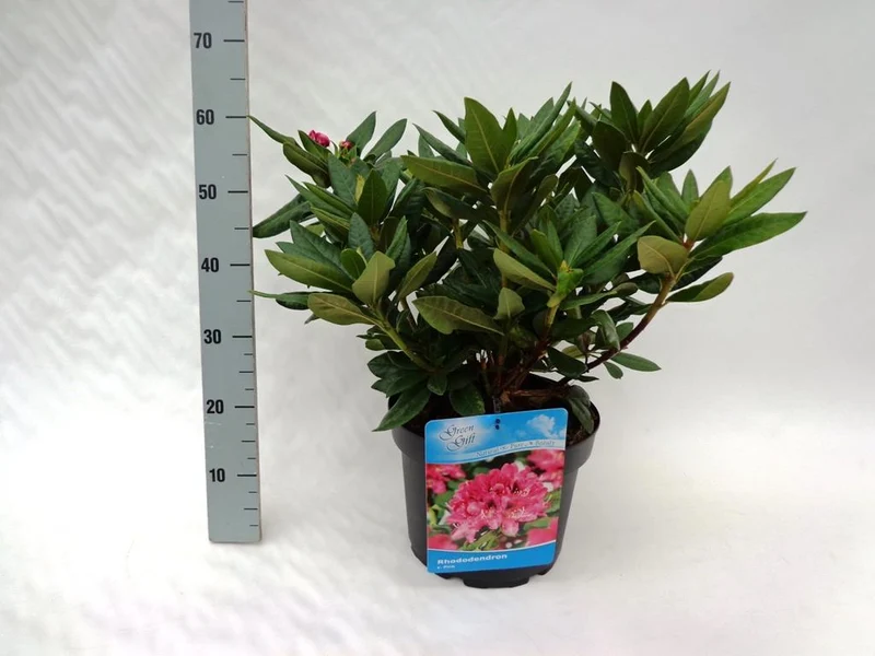 Rhododendron 'Cosmopolitan' C10 (10 liters kruka) 40-50 cm