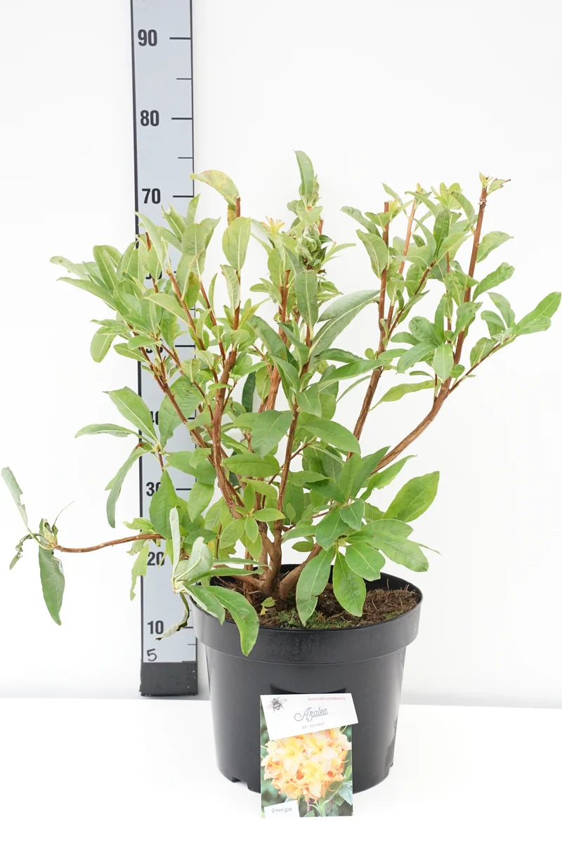 Rhododendron (AK) 'Anneke' C10 (10 liters kruka) 50-60 cm