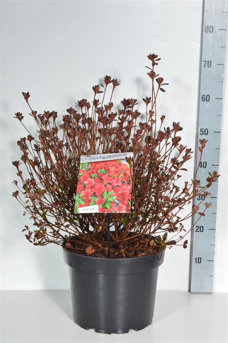 Rhododendron (AJ) 'Stewartstonian' C10 (10 liters kruka) 40-50 cm