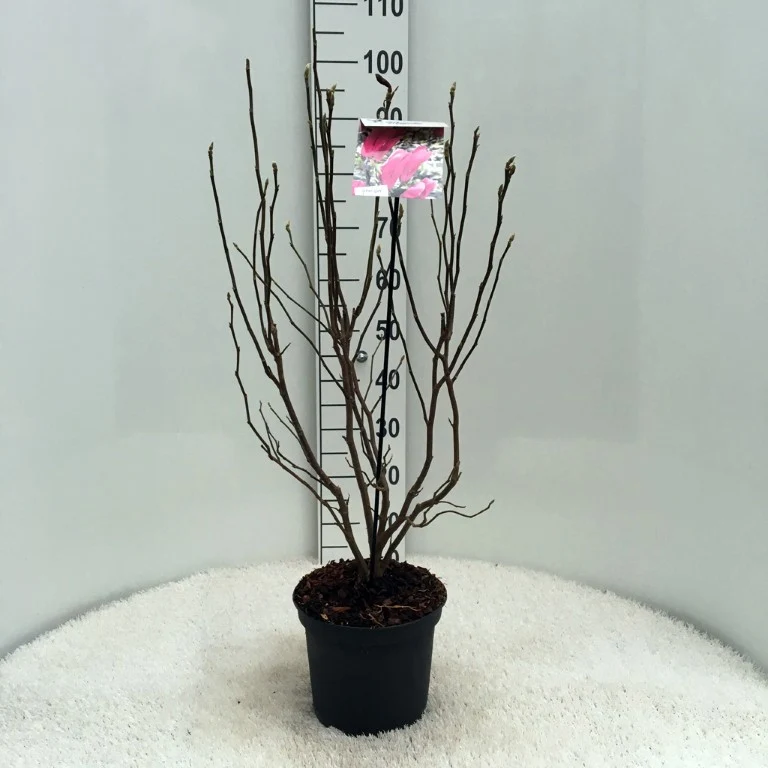 Magnolia 'Susan' C5 (5 liters kruka) 40-50 cm