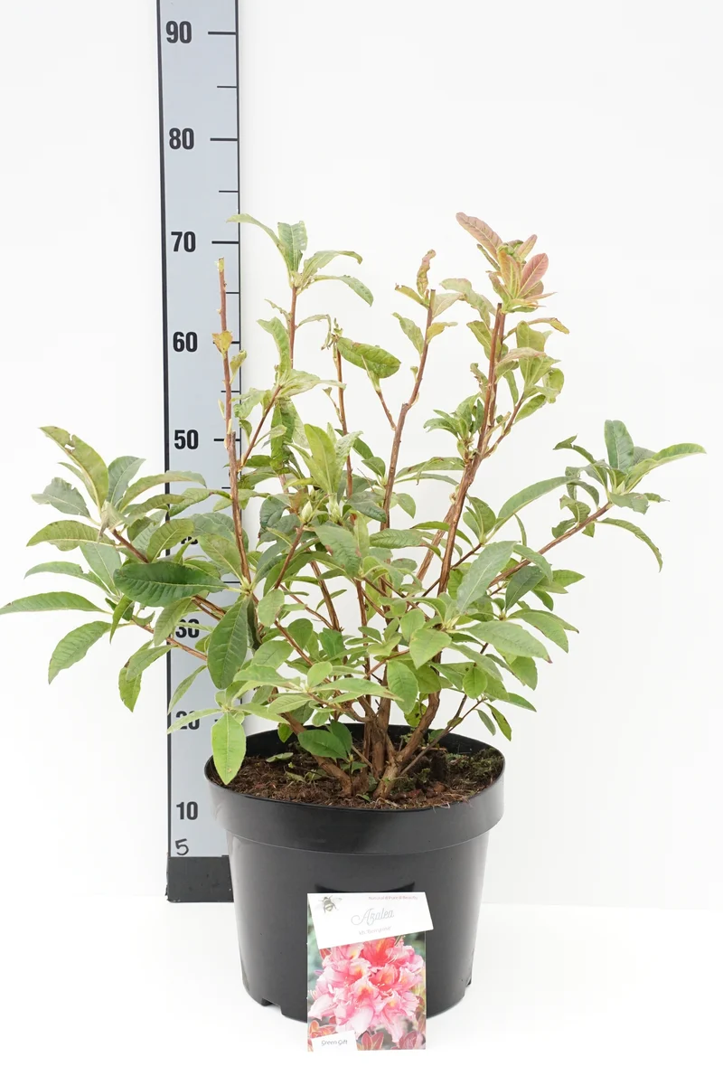 Rhododendron (AK) 'Berryrose' C10 (10 liters kruka) 50-60 cm