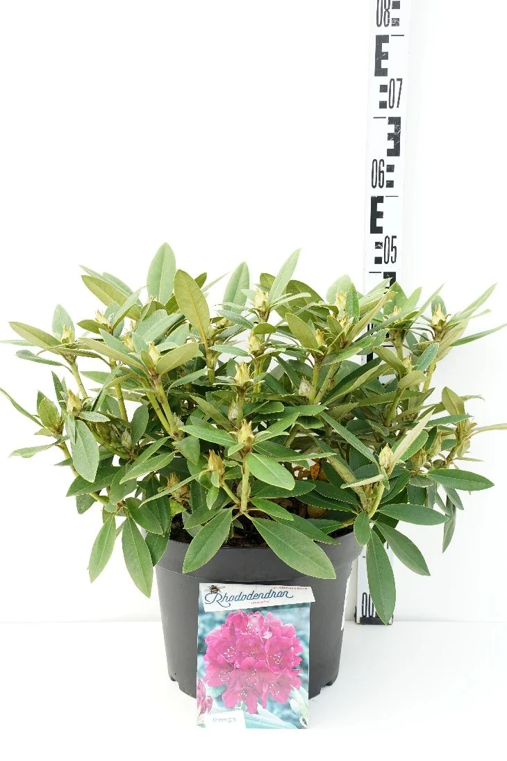 Rhododendron 'Polarnacht' C10 (10 liters kruka) 40-50 cm
