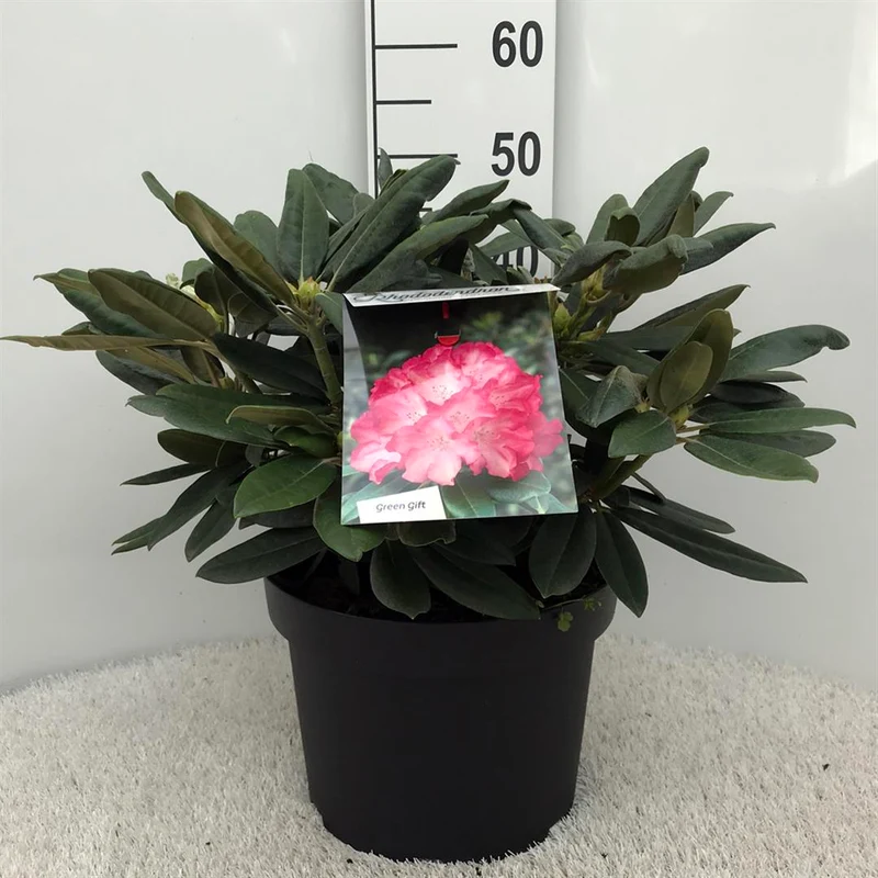 Rhododendron (Y) 'Fantastica' C10 (10 liters kruka) 30-40 cm
