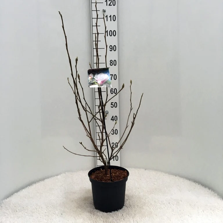 Magnolia soulangeana C5 (5 liters kruka) / 23 cm kruka 40-50 cm