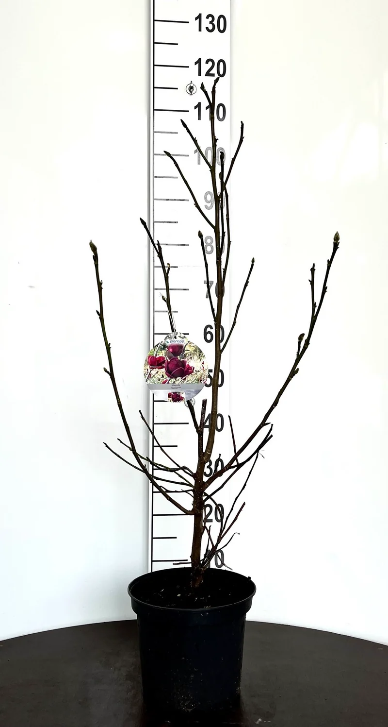 Magnolia 'Genie' C5 (5 liters kruka) 40-50 cm