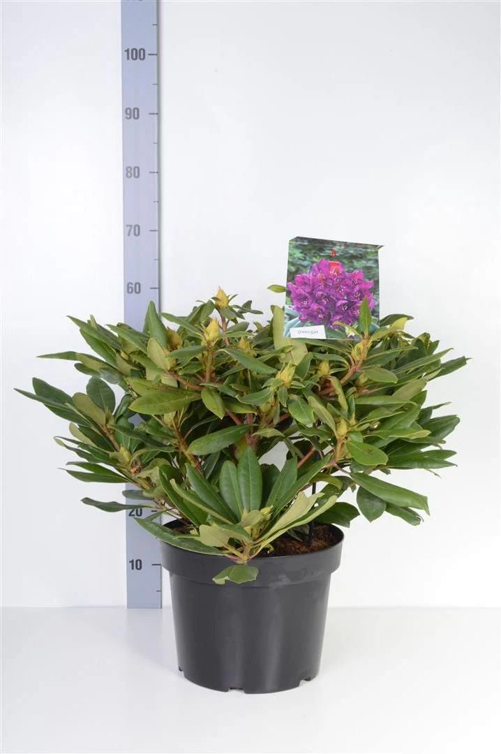 Rhododendron 'Marcel Menard' C10 (10 liters kruka) 40-50 cm