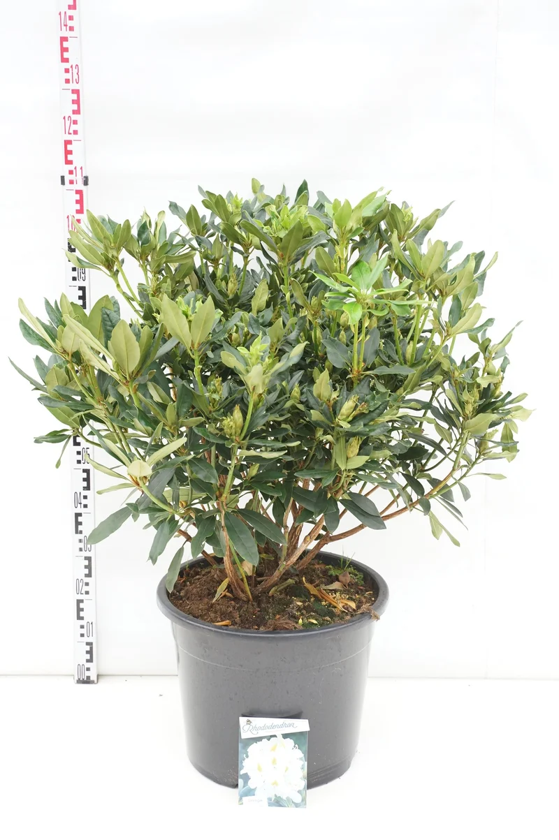 Rhododendron 'Madame Masson' C40 (40 liters kruka) 60-70 cm