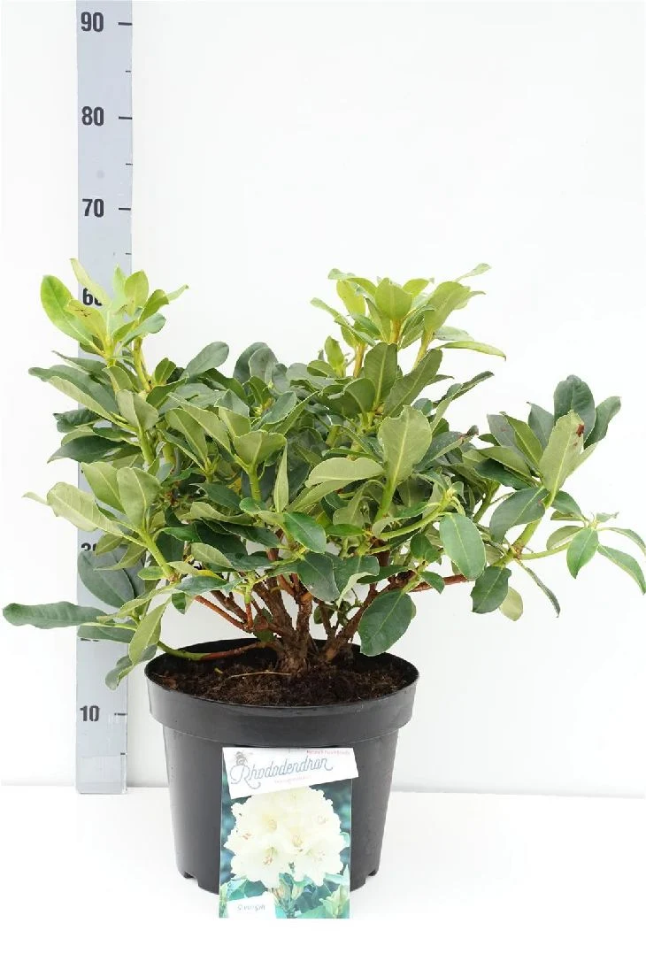 Rhododendron 'Horizon Monarch' C10 (10 liters kruka) 40-50 cm