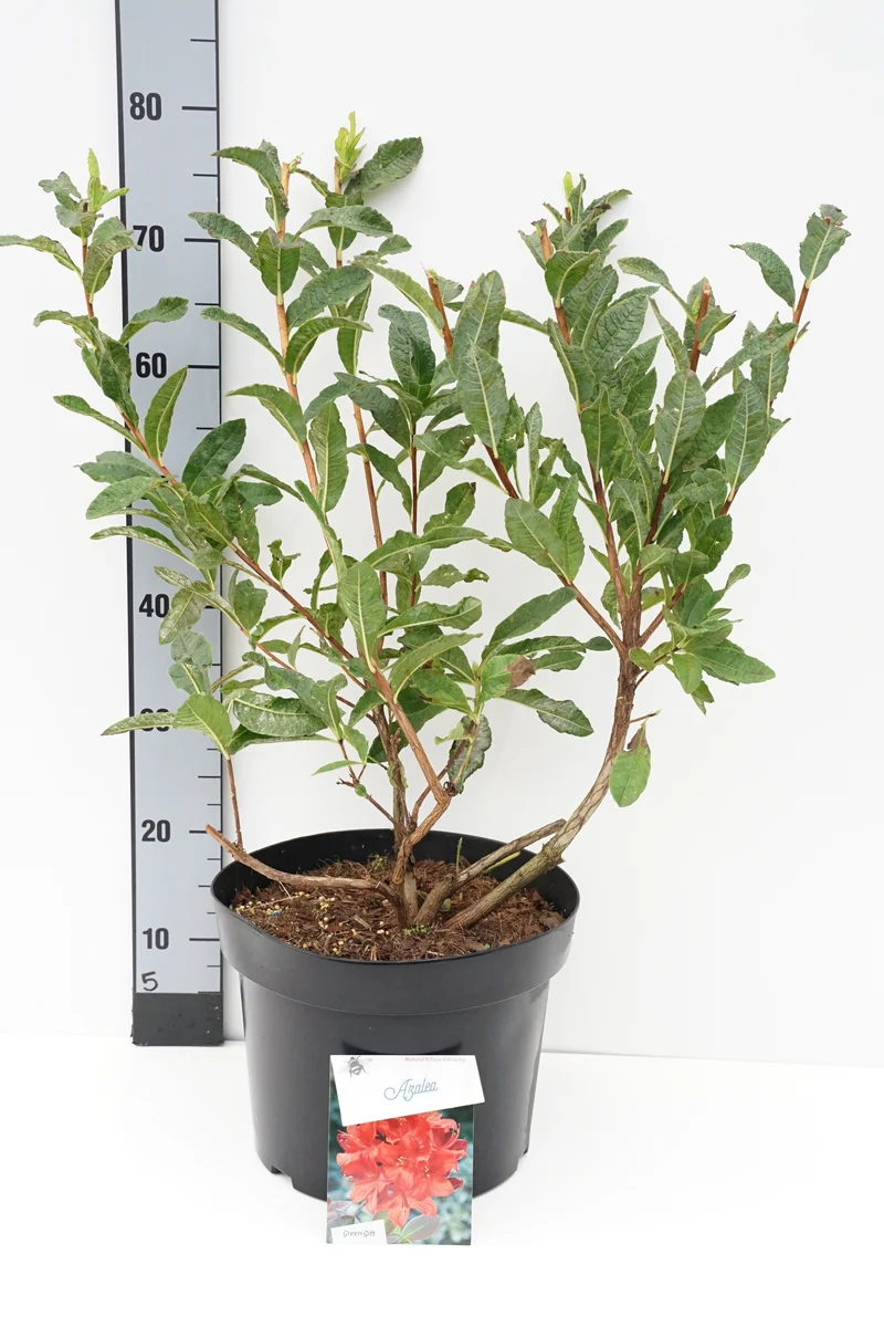 Rhododendron (AK) 'Satan' C10 (10 liters kruka) 50-60 cm