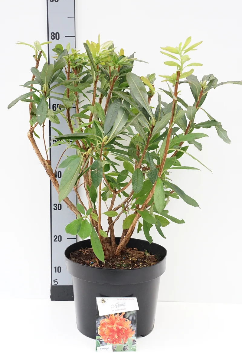 Rhododendron (AK) 'Golden Eagle' C10 (10 liters kruka) 50-60 cm