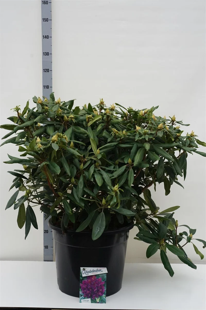 Rhododendron 'Marcel Menard' C40 (40 liters kruka) 80-100 cm