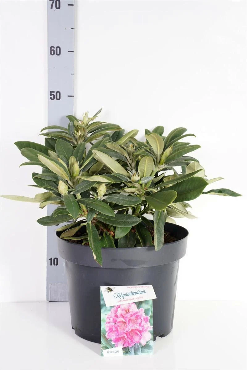 Rhododendron (Y) 'Sneezy' C10 (10 liters kruka) 30-40 cm