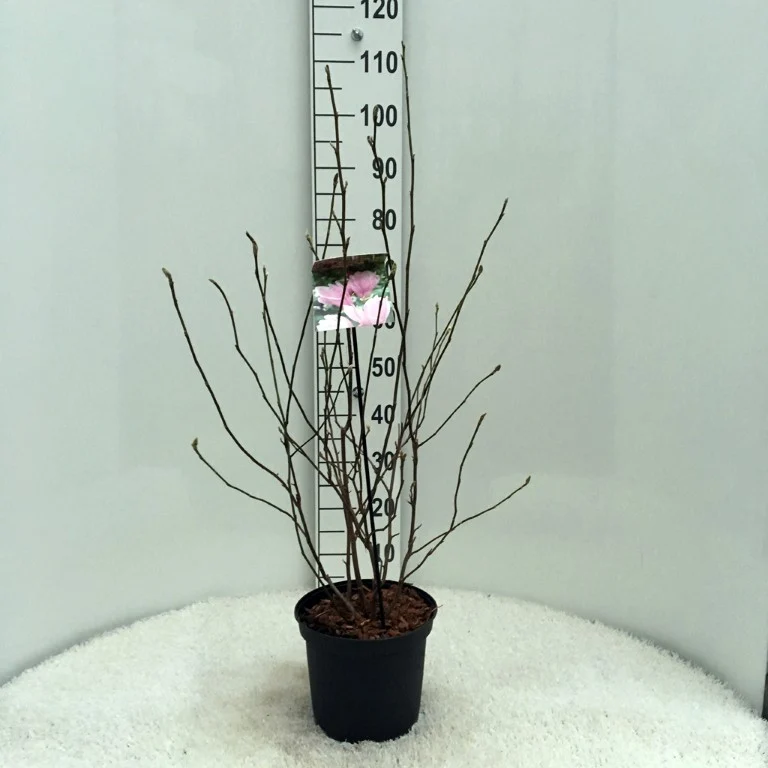 Magnolia 'George Henry Kern' C5 (5 liters kruka) 30-40 cm