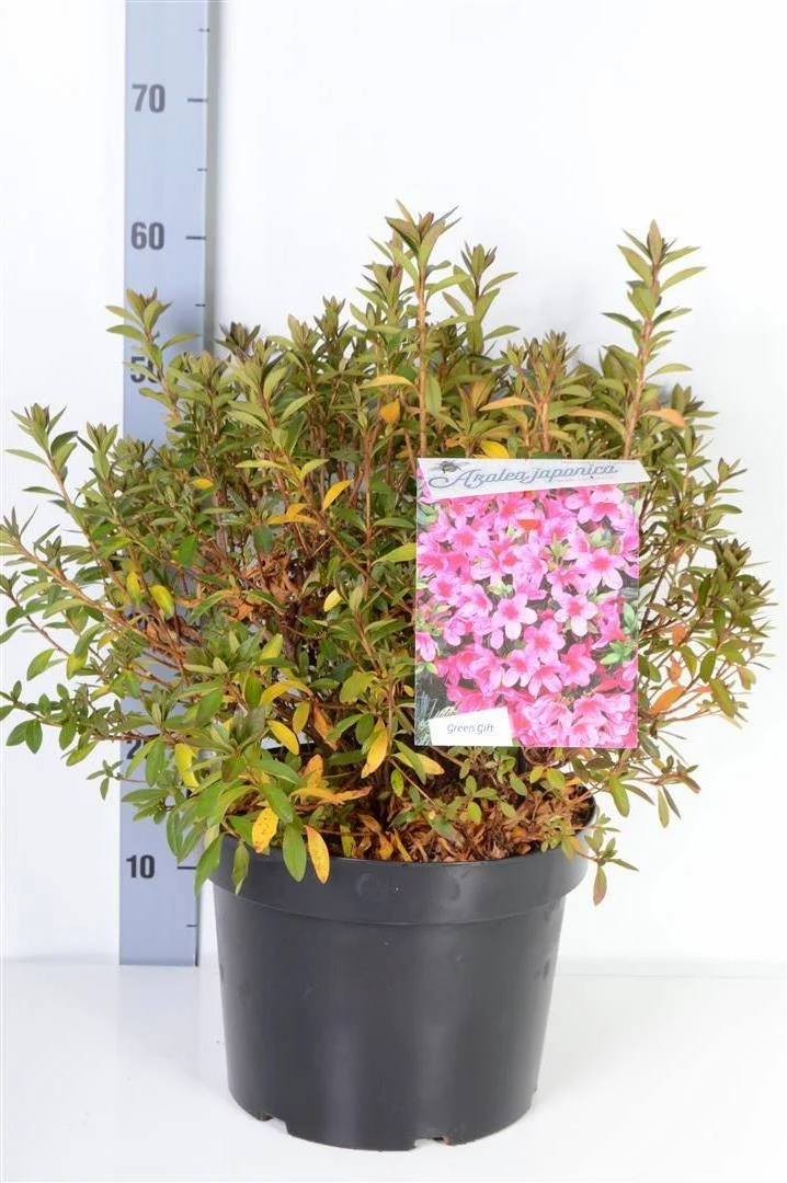 Rhododendron (AJ) 'Mad. van Hecke' C10 (10 liters kruka) 40-50 cm
