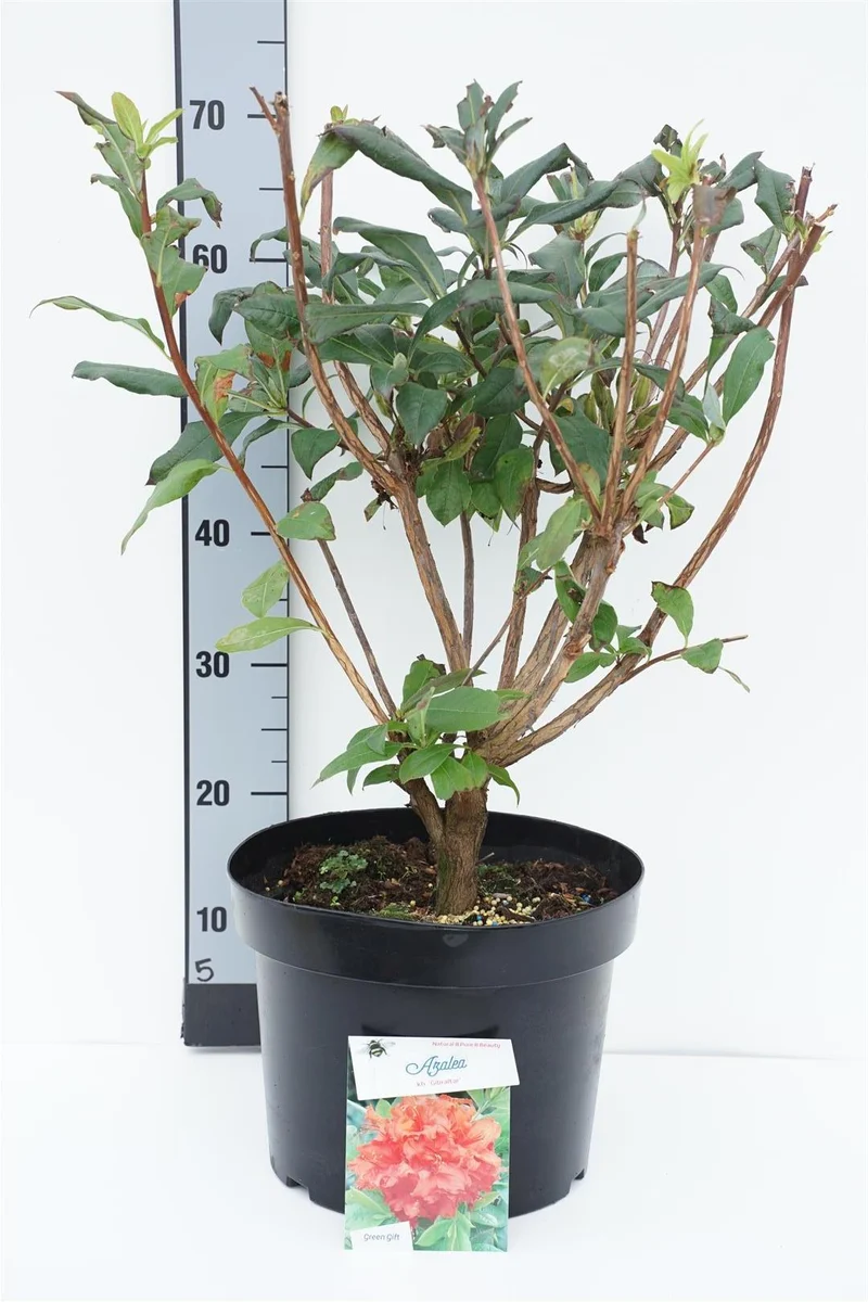 Rhododendron (AK) 'Gibraltar' C10 (10 liters kruka) 50-60 cm
